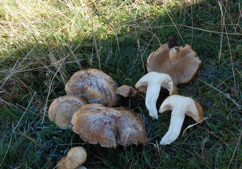 Craterellus cornucopioides var. flavicans